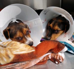 Puppies get hematoma operations