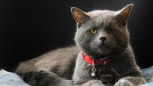 Mount Washington Observatory's new cat, Nimbus