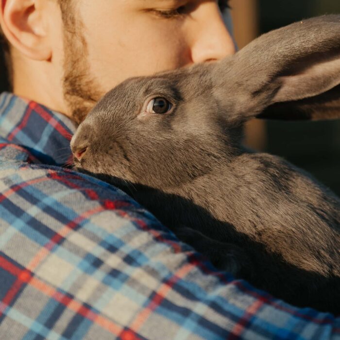 Adopt a Rabbit