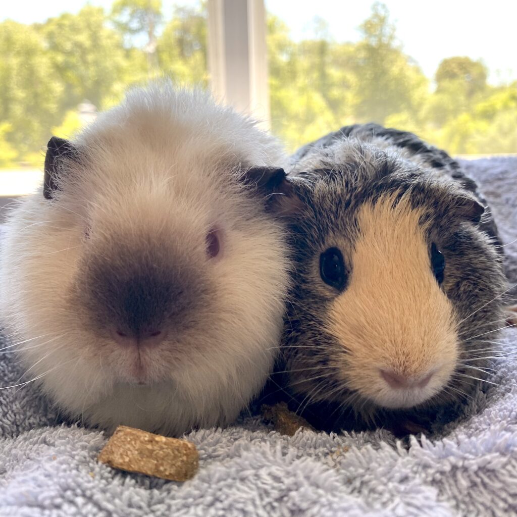 2 Guinea pigs. Left one is white with red eyes and the right one is brown and tan.